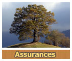 assurance credit